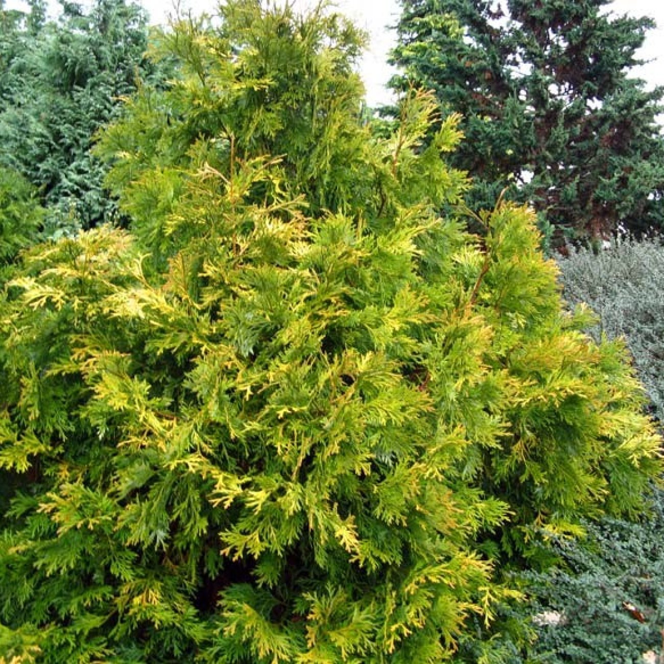 Obrázok Cypruštek nutkanský (Chamaecyparis nootkatensis) ´AUREOVARIEGATA´ - výška 30-60 cm, kont. C5L - 2. Trieda/Kvalita B